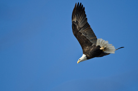 Bald Eagle Diving After Prey