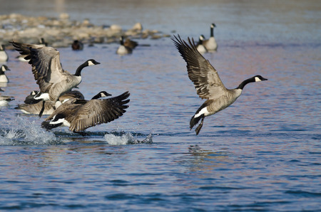 Canada Geese Taking Off From a Winter Riverの写真素材