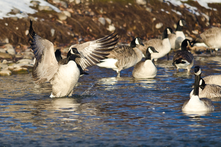 Canada Goose Stretching Its Wings Among Friendsの写真素材