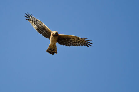 Northern Harrier Making Eye Contact As It Flysの写真素材