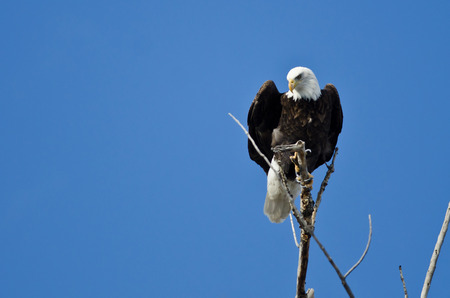 Bald Eagle Hunting From The Tree Top