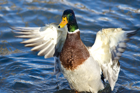 Mallard Duck on the Water with Outstretched Wingsの写真素材