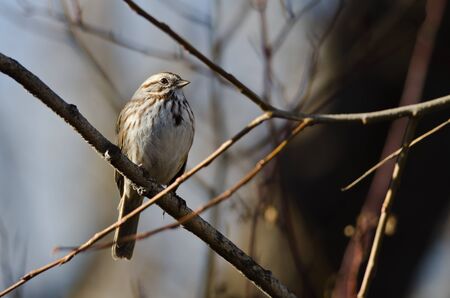 Song Sparrow Perched on a Branch in a Tree