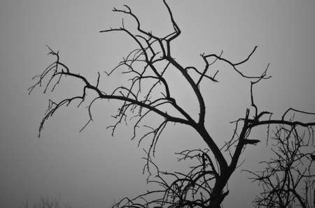 Early Morning Silence in a Foggy Marshの写真素材