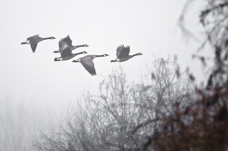 Early Morning Flight of Canada Geese Flying Above Foggy Marshの写真素材