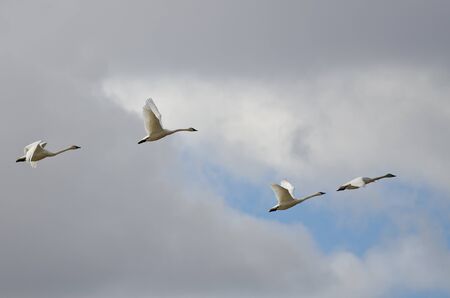 Four Tundra Swans Flying in a Cloudy Sky