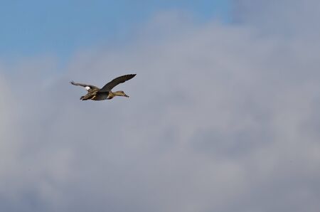 Lone Gadwall Flying Above the Cloudsの写真素材