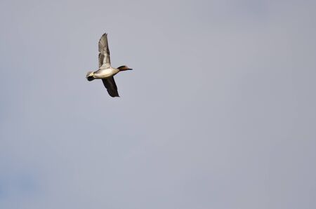 Male Green-Winged Teal Flying in a Cloudy Skyの写真素材