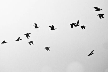 Flock of Ducks Silhouetted on a White Backgroundの写真素材