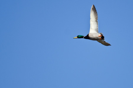 Male Mallard Duck Flying in a Blue Skyの写真素材