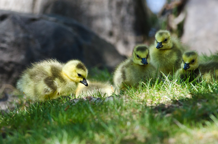 Newborn Gosling Looking Closely into the Grassの写真素材