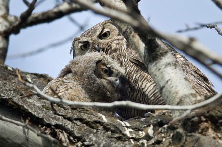 Young Owlet Spending Time With Momの写真素材