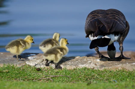 Three Little Goslings About to Jump with Momの写真素材