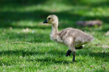 Adorable Little Gosling Looking for Food in the Grassの写真素材
