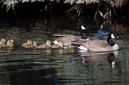 Adorable Little Goslings Swimming with Mom