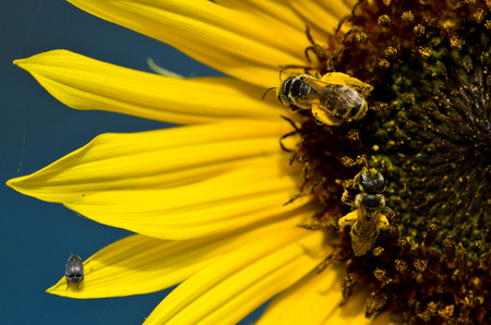 Two Bees and a Bug on the Bright Yellow Sunflower Petalsの写真素材