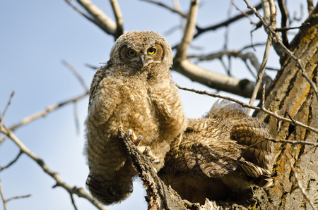 Young Owlet Making Direct Eye Contact From Its Nestの写真素材