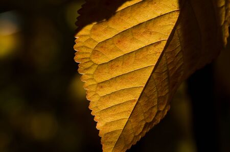 The Leaves of Autumn