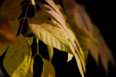 Golden Leaves of Autumnの写真素材