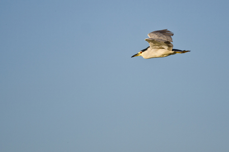 Black-Crowned Night Heron Flying in a Blue Sky