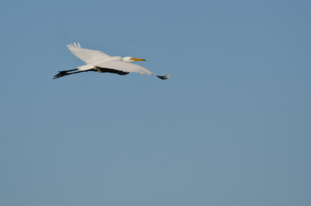 White Great Egret Flying in a Blue Skyの写真素材