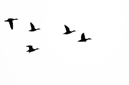 Flock of Ducks Silhouetted on a White Backgroundの写真素材