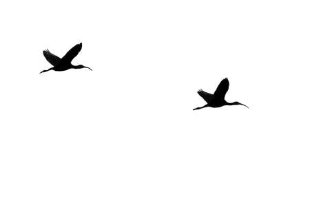 Two White-Faced Ibis Silhouetted on a White Backgroundの写真素材