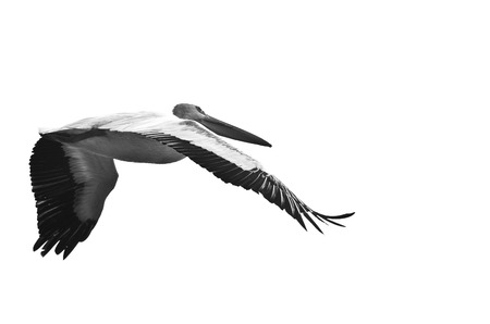 American White Pelican Flying on a White Backgroundの写真素材