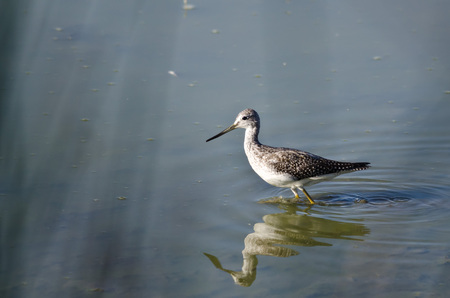 Greater Yellowlegs Hunting in the Shallow Waterの写真素材