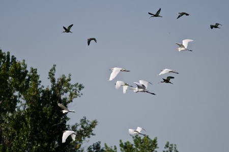 Waterfowl Taking to Flight from the Marshの写真素材