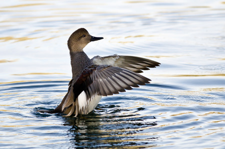 Gadwall Stretching Its Wings on the Waterの写真素材