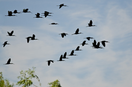 Flock of White-Faced Ibis Flying Low Over the Marshの写真素材