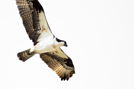 Lone Osprey Hunting on the Wing on a White Background
