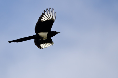 Black-billed Magpie With Its Wings Lit Up in the Bright Sunlightの写真素材