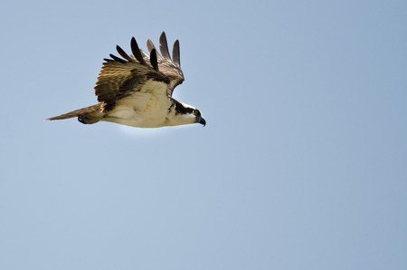 Lone Osprey Hunting on the Wing in a Blue Sky