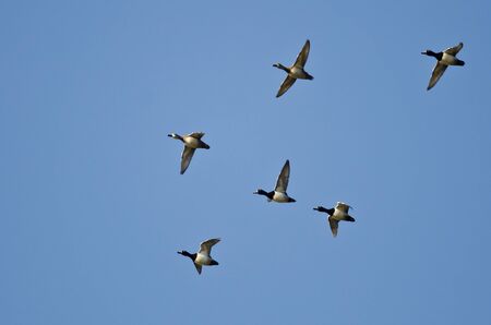 Flock of Ring-Necked Ducks Flying in a Blue Skyの写真素材
