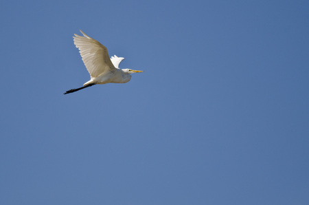 Great Egret Flying in a Blue Skyの写真素材