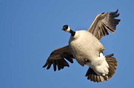 Plump Canada Goose Flying in a Blue Skyの写真素材