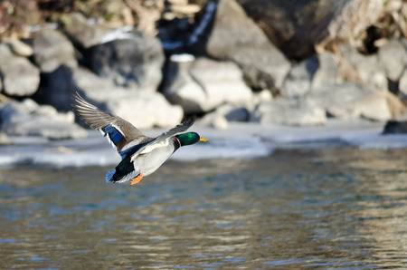 Mallard Duck Flying Over the Frozen Winter Riverの写真素材
