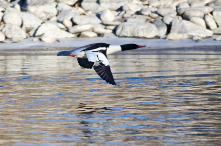 Common Merganser Flying Over the Frozen Winter Riverの写真素材