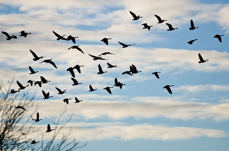 Large Flock of Geese Silhouetted in the Cloudy Skyの写真素材