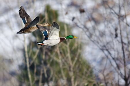 Pair of Mallard Ducks Flying Past the Snow Filled Winter Woodsの写真素材