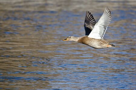 Mallard Duck Flying Low Over the Riverの写真素材