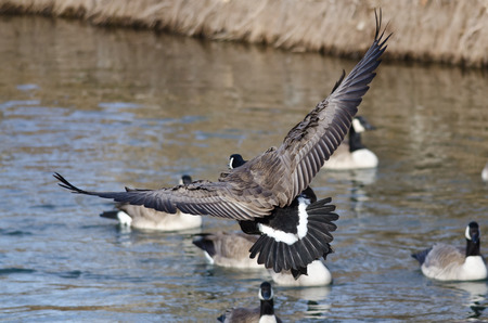Canada Goose Coming in for a Landingの写真素材