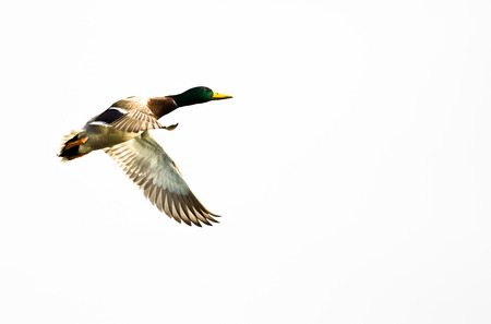 Mallard Duck Flying Against a White Backgroundの写真素材