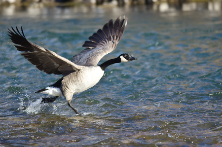 Canada Geese Taking to Flight from the Riverの写真素材