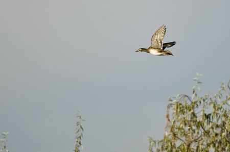 Female Wood Duck Flying Low Over the Wetlandsの写真素材