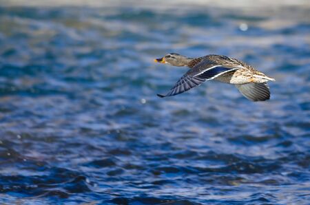 Mallard Duck Flying Low Over the Riverの写真素材