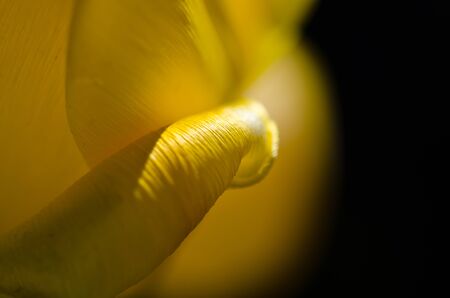 Nature Abstract:  Interstellar Wormhole or Tulip Petalの写真素材