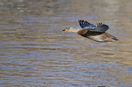Mallard Duck Flying Low Over the Riverの写真素材